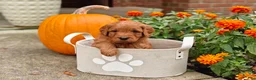 Goldendoodle dogs for sale: Chai - Ad 21