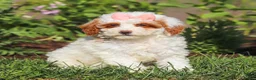 Miniature Poodle dogs for sale: Sally - Ad 3