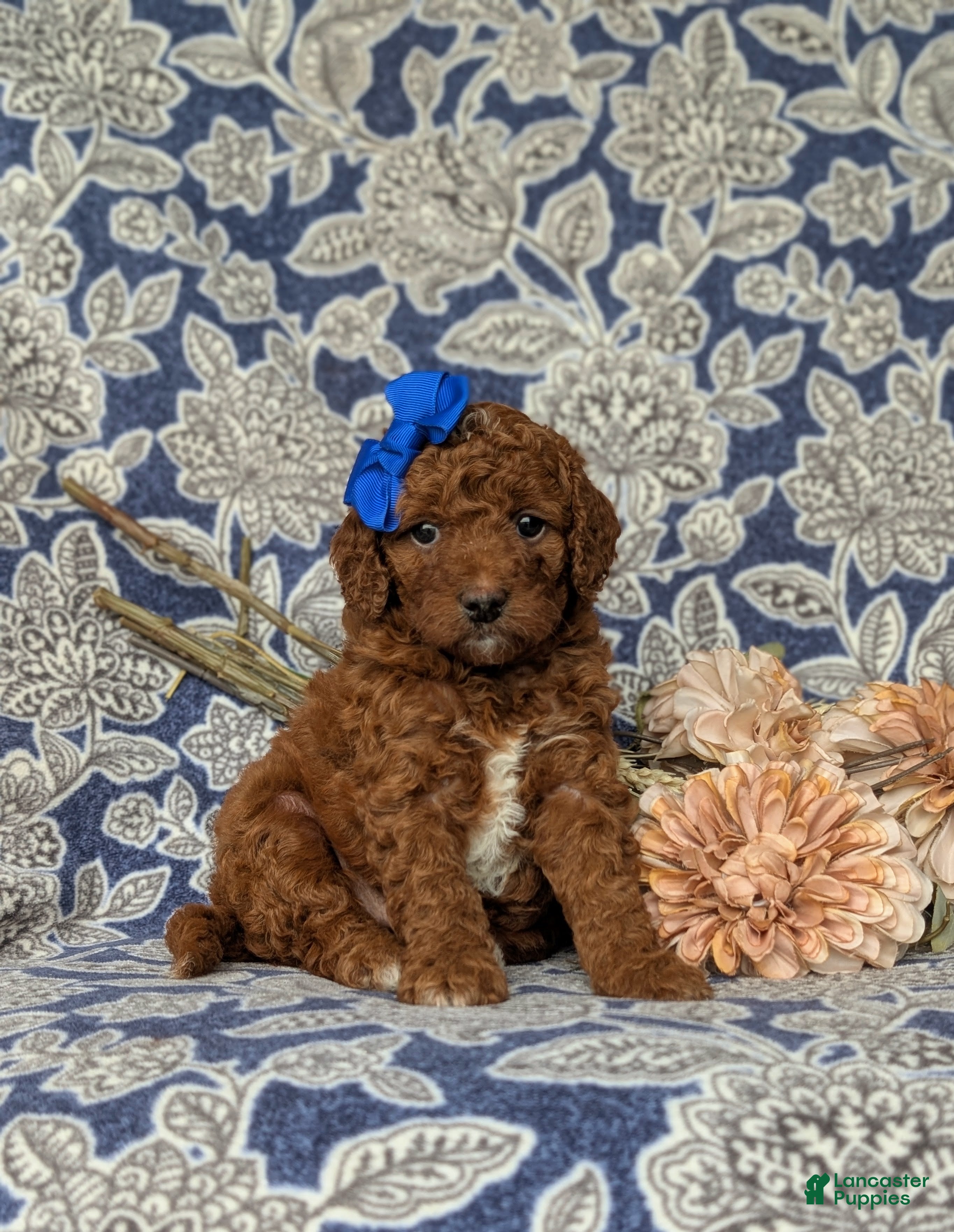 Mini Goldendoodle dogs Tessa 9 lbs Full Grown - Ad 1