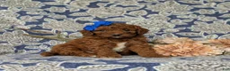 Mini Goldendoodle dogs for sale: Tessa 9 lbs Full Grown - Ad 1
