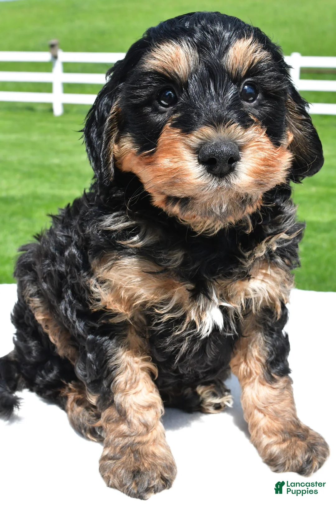 Mixed Breed dogs for sale: River - Ad 1