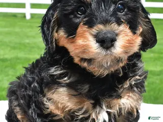 Mixed Breed dogs for sale: River - Ad 3