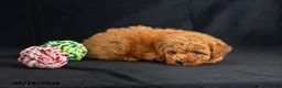 Mini Goldendoodle dogs for sale: Dora - Ad 3