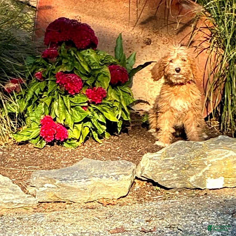 Mini Goldendoodle dogs for sale: Harley - Ad 1