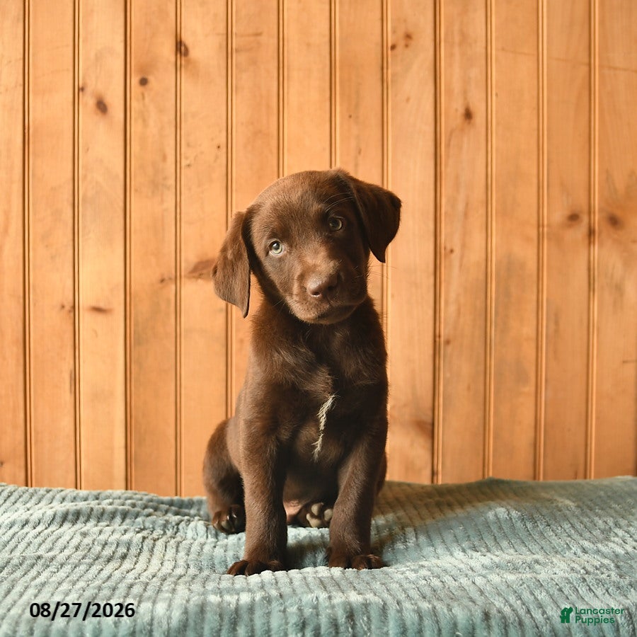 Labrador Retriever dogs Gandalf  - Ad 2
