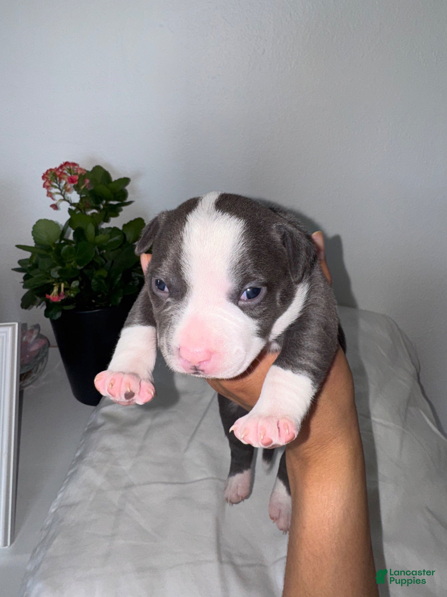 Mixed Breed dogs (Red) American bully and frenchie mix - Ad 41