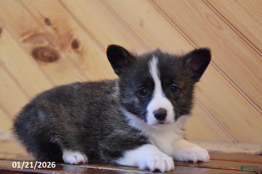 Welsh Corgi Pembroke dogs for sale: Sawyer - Ad 1
