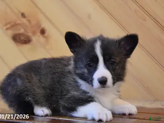 Welsh Corgi Pembroke dogs Sawyer - Ad 7