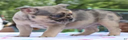 Mixed Breed dogs for sale: Tanka  - Ad 7