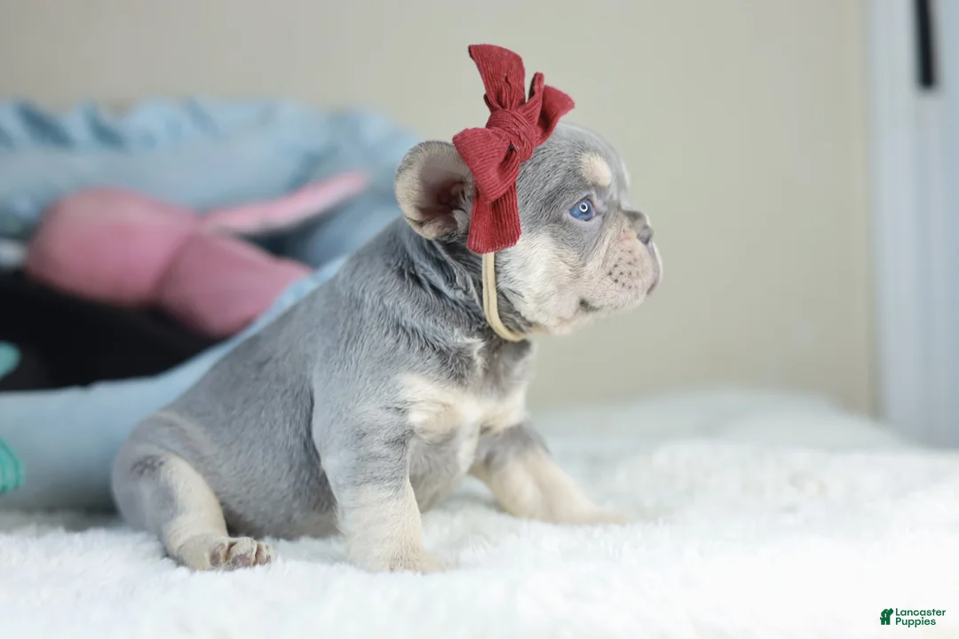 French Bulldog dogs for sale: CUPCAKE - Ad 2