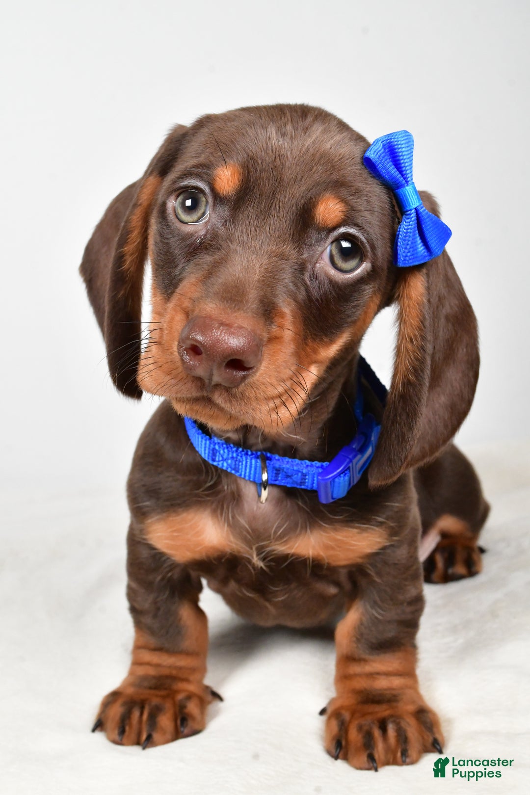 Miniature Dachshund dogs for sale: Kendall - Ad 9