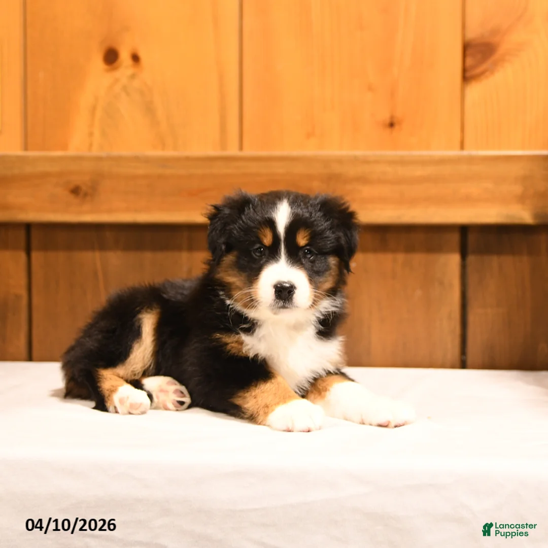 Miniature Australian Shepherd dogs for sale: Kasper - Ad 5