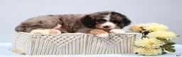 Mini Bernedoodle dogs for sale: Felix  - Ad 12