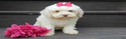 Cockapoo dogs for sale: Angel - Ad 6