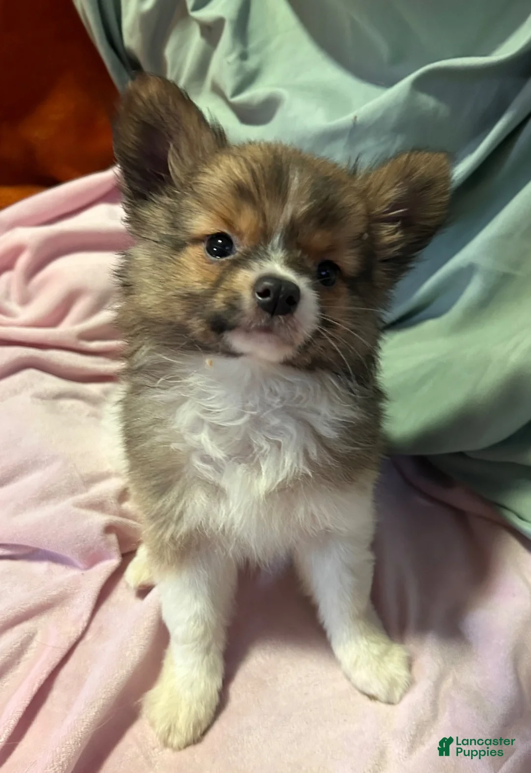 Mixed Breed dogs for sale: Sebastian  - Ad 2