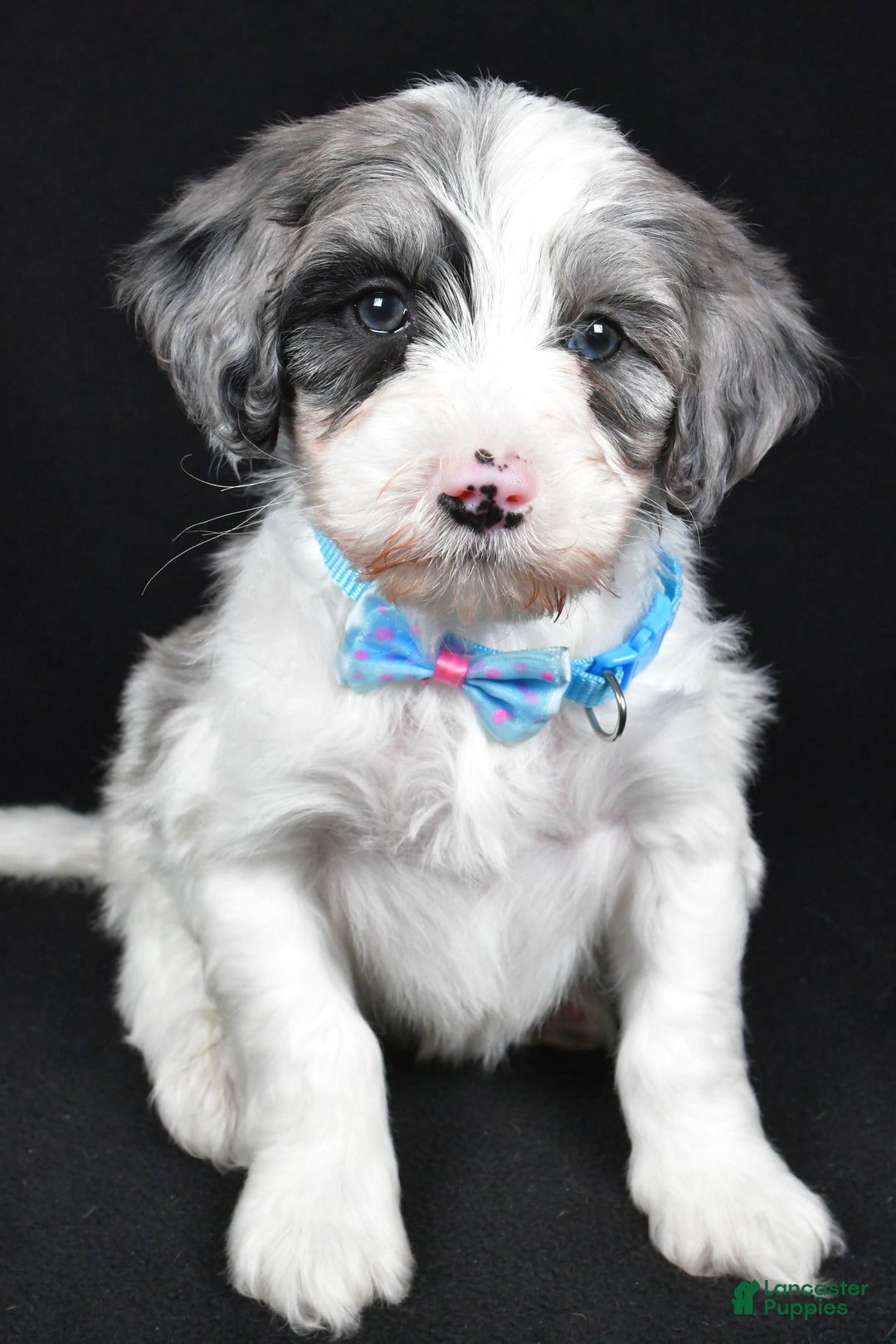 Sheepadoodle dogs for sale: Cole - Ad 6