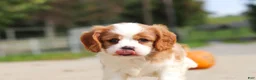 Cavalier King Charles Spaniel dogs for sale: Allie - Ad 4