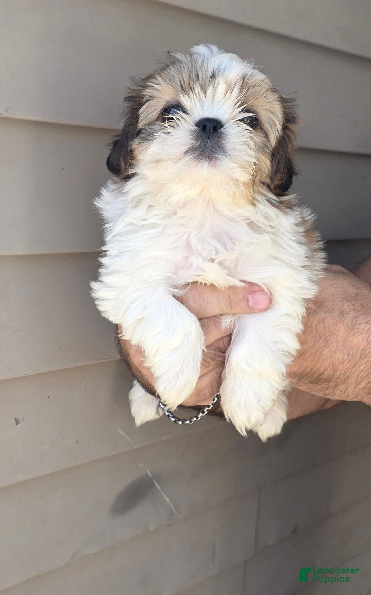 Shih Tzu dogs Sal - Ad 1