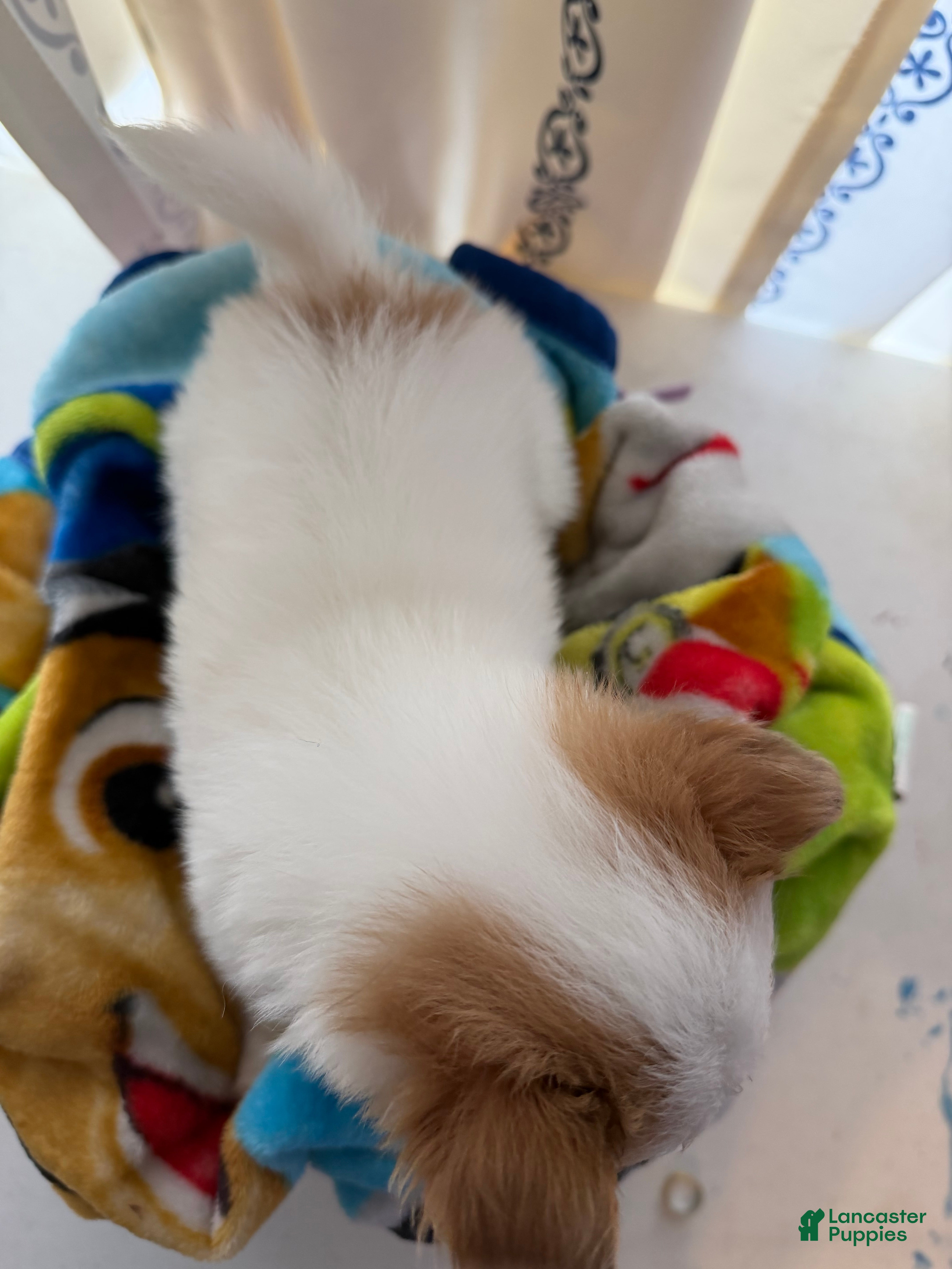 Papillon dogs Papillon Puppy 2 - Ad 2