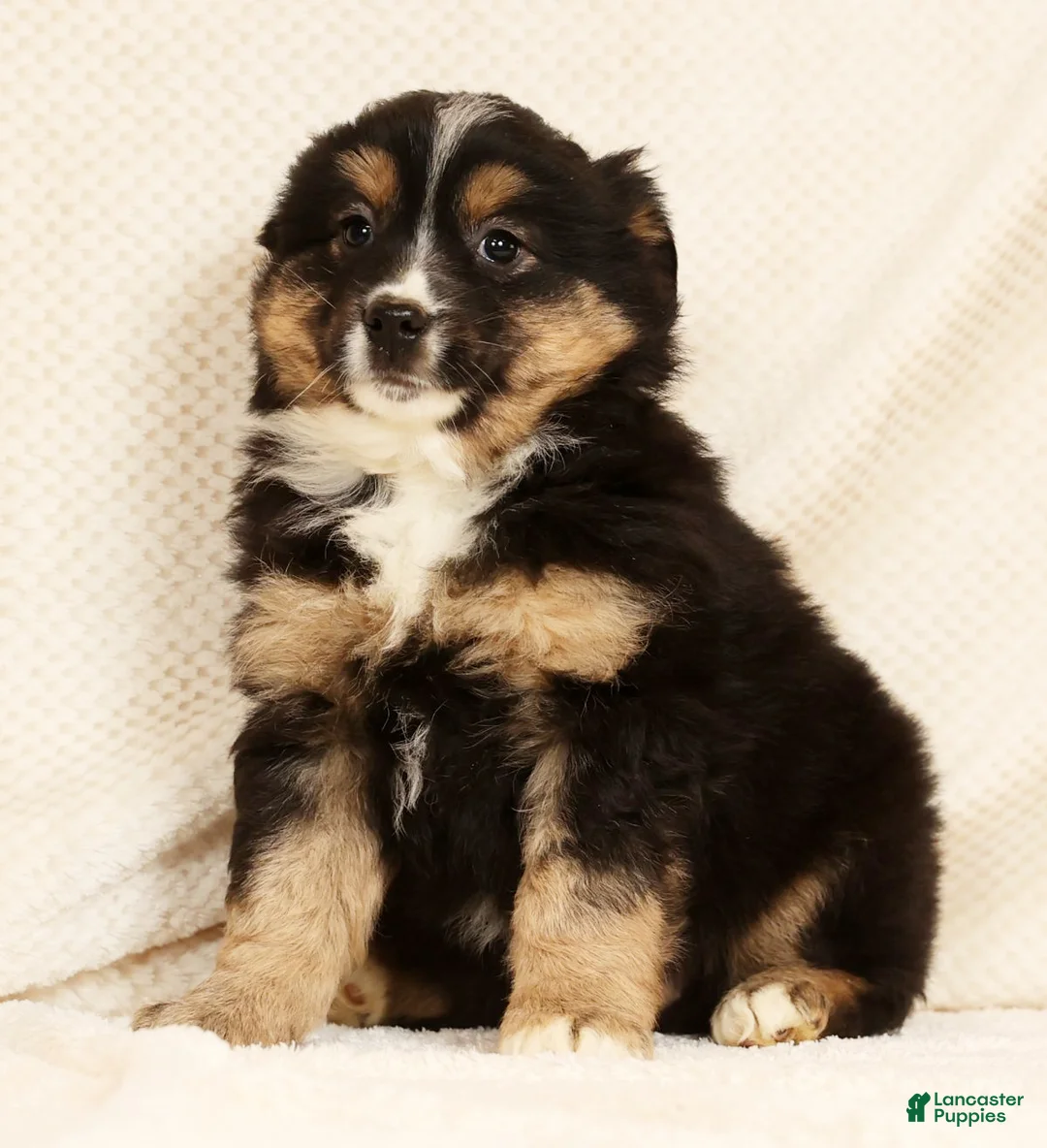Miniature Australian Shepherd dogs for sale: Ella - Ad 8