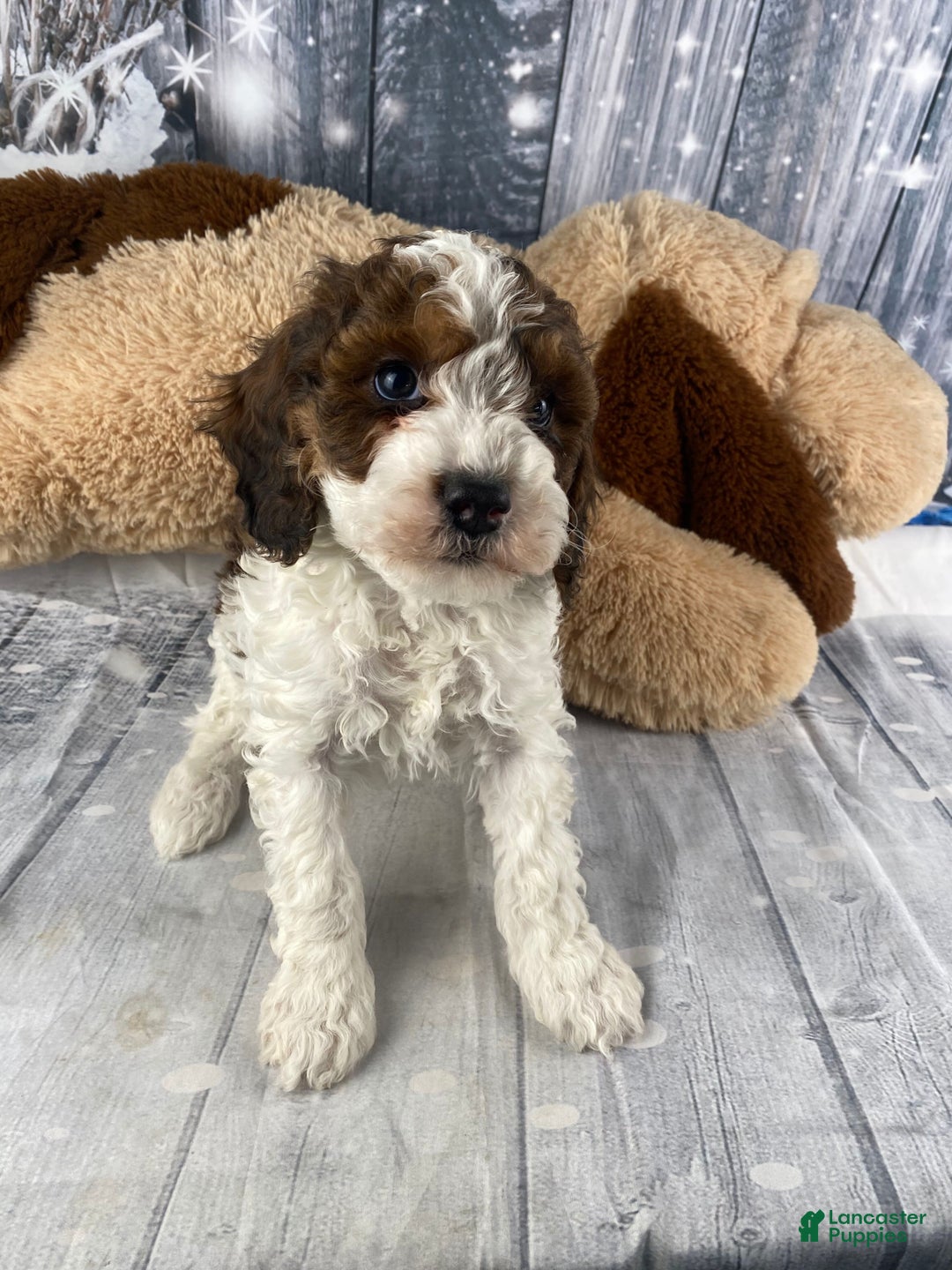 Cavapoo dogs for sale: Otto - Ad 9