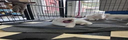 Great Pyrenees dogs for sale: AKC Sage - Ad 6