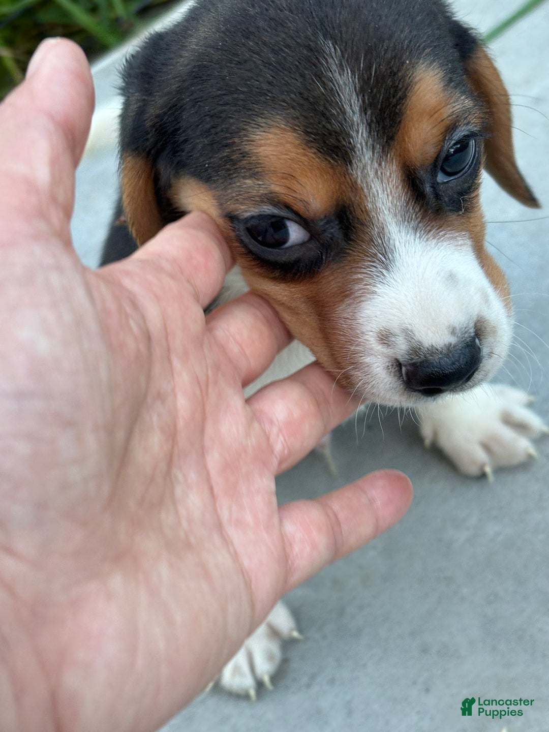 Beagle dogs for sale: Cooper - Ad 3