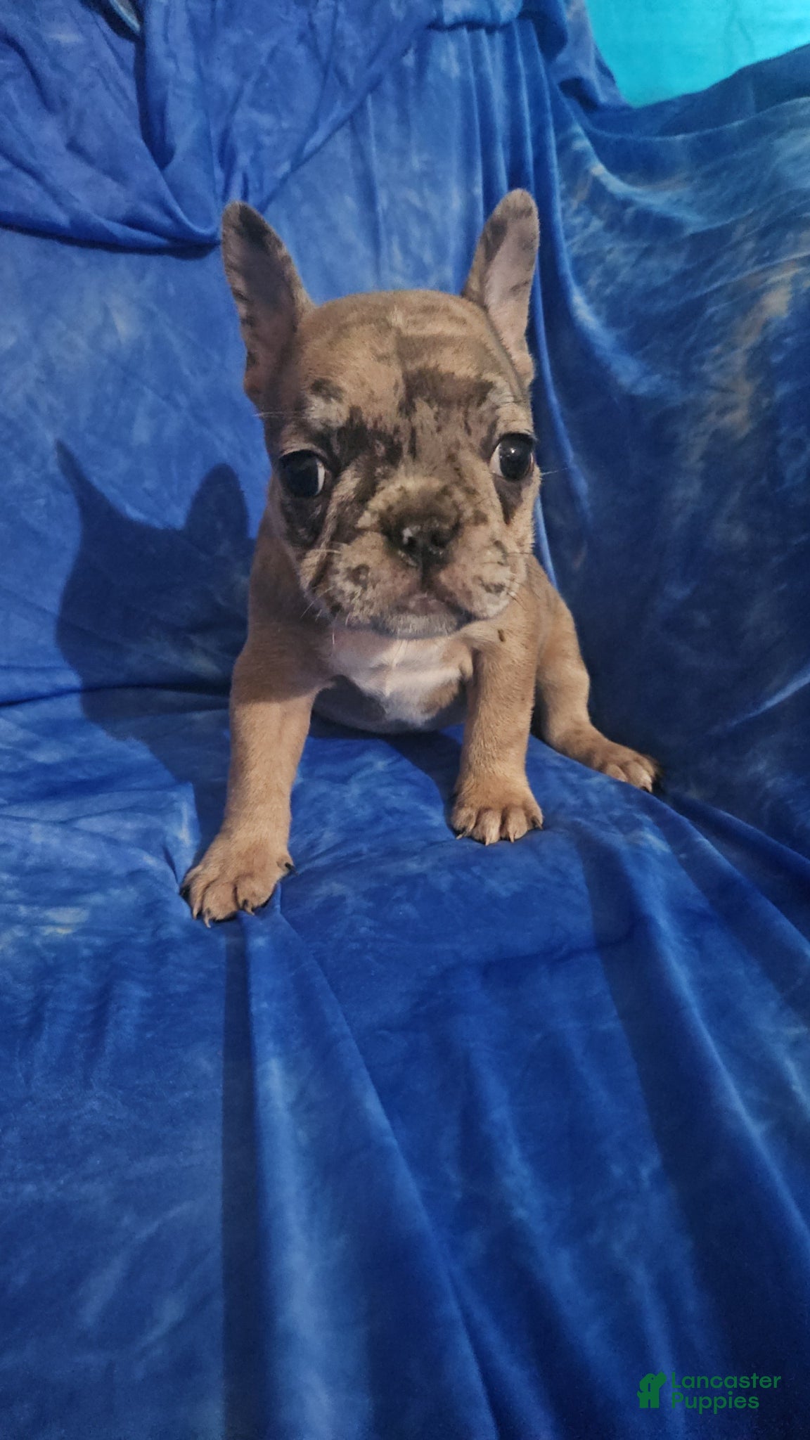 French Bulldog dogs French Bulldog Puppy 1 - Ad 41