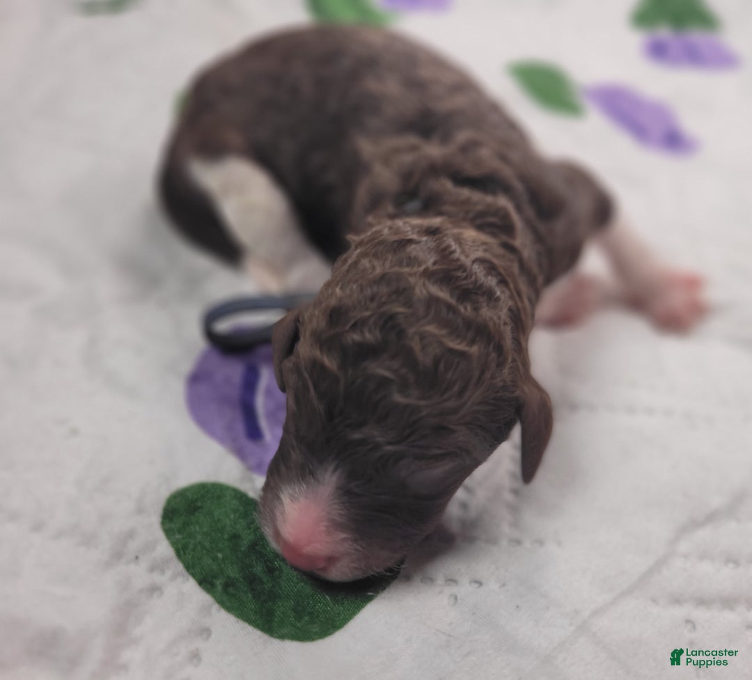 Labradoodle dogs for sale: Gomphrena  - Ad 2