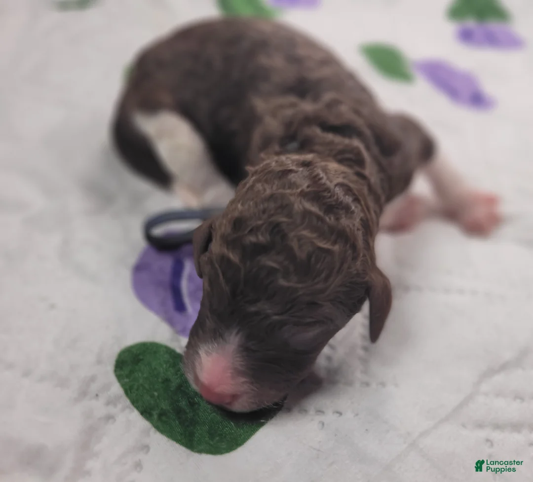 Labradoodle dogs for sale: *REDUCED* Gomphrena  - Ad 6