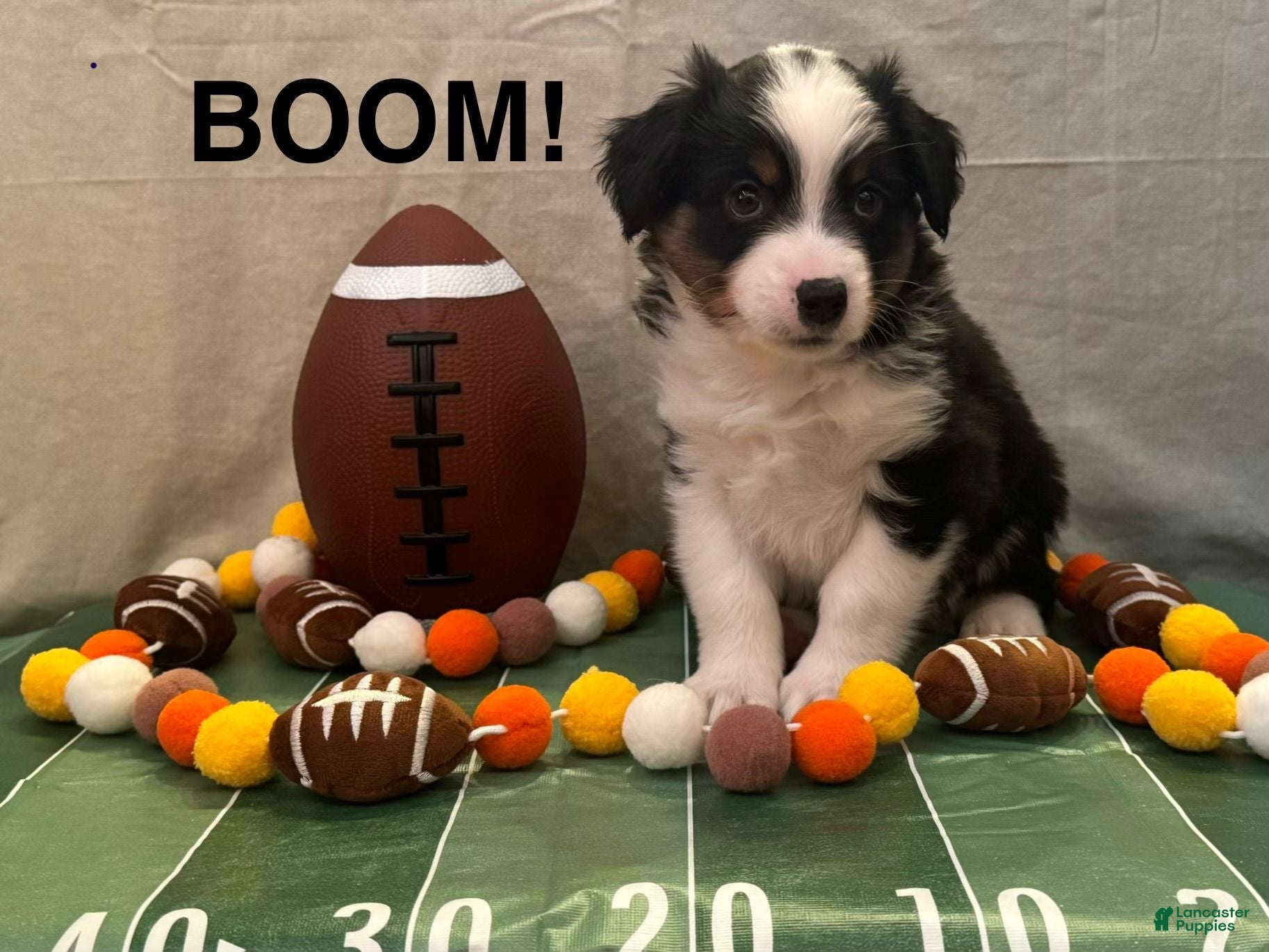 Miniature Australian Shepherd dogs Miniature Australian Shepherd 1 - Ad 1