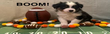 Miniature Australian Shepherd 1