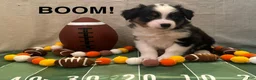 Miniature Australian Shepherd dogs for sale: Miniature Australian Shepherd 1 - Ad 1