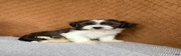 Havanese dogs for sale: Adam  - Ad 3