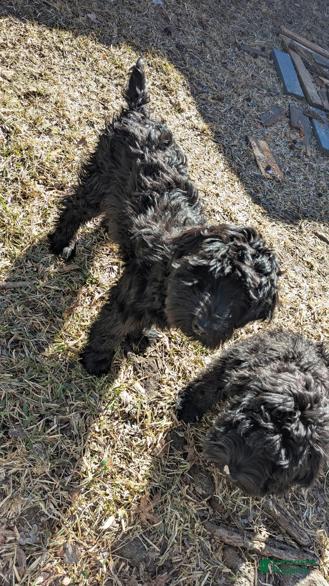 Whoodle dogs Blue - Ad 3