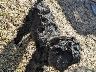 Whoodle dogs Blue - Ad 3