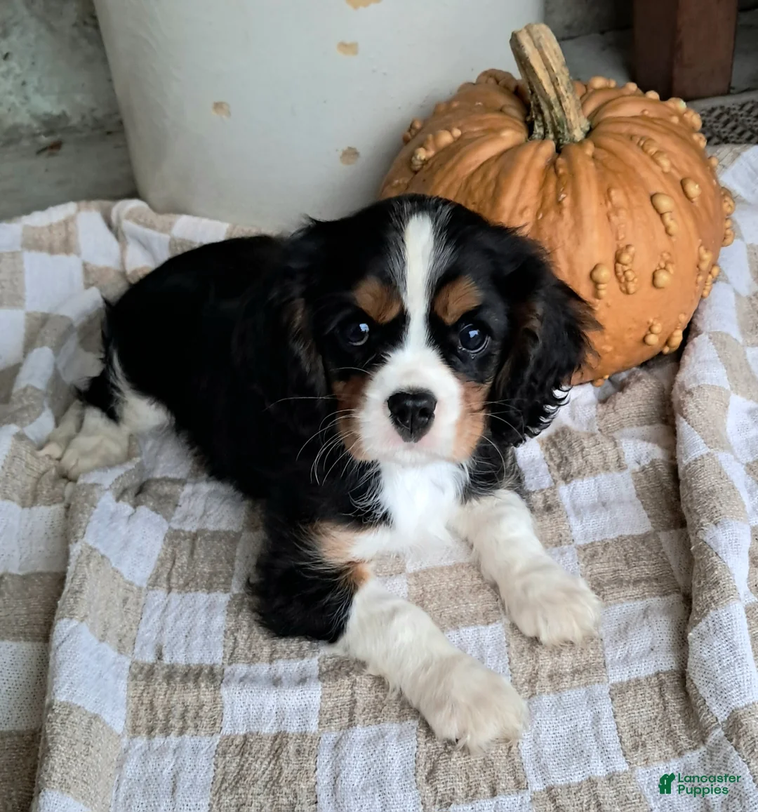 Cavalier King Charles Spaniel dogs for sale: Duke - Ad 1