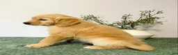 Golden Retriever dogs for sale: Diesel - Ad 5