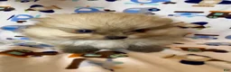 Pomeranian dogs for sale: Gelato - Ad 6