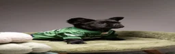 French Bulldog dogs for sale: FERDINAND  - Ad 7