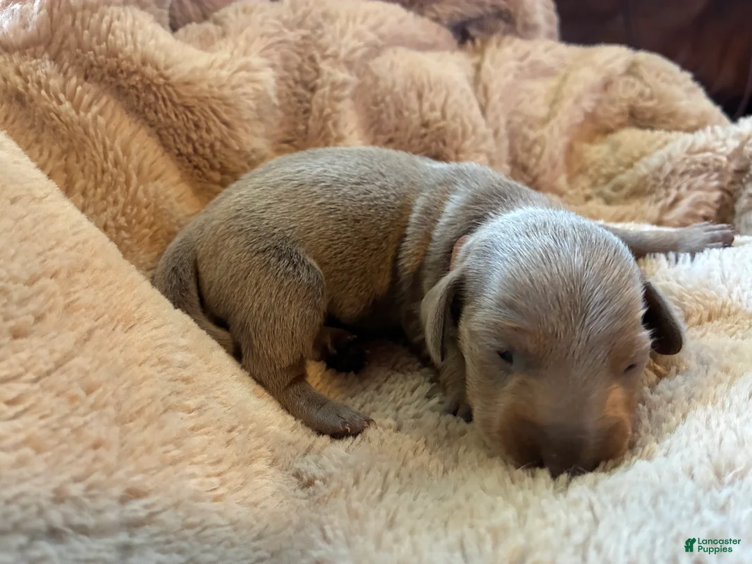 Miniature Dachshund dogs for sale: Miniature Dachshund Puppy 2 - Ad 2