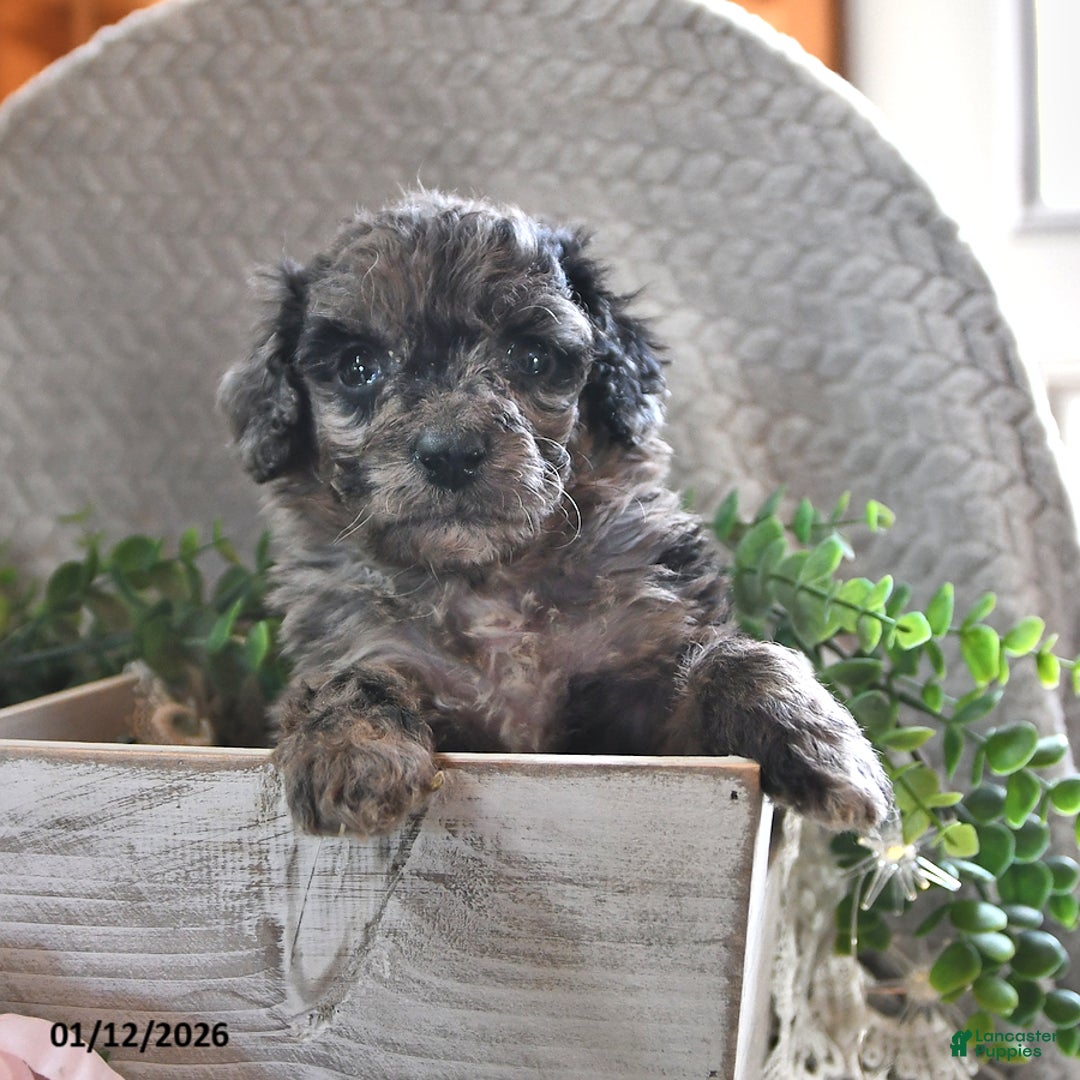 Bichpoo dogs for sale: Bella   - Ad 3