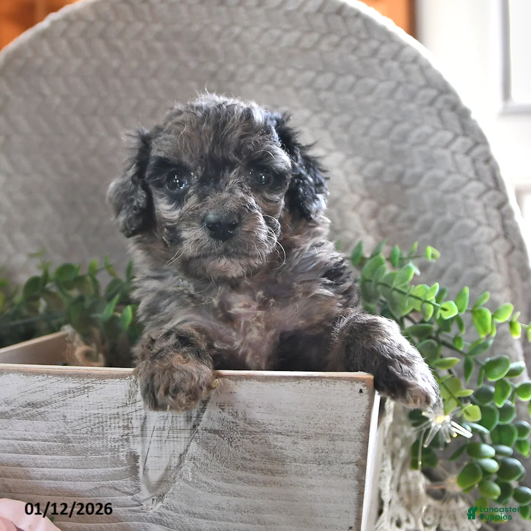 Bichpoo dogs for sale: Bella   - Ad 9