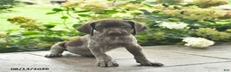German Shorthaired Pointer dogs for sale: Dover  - Ad 3