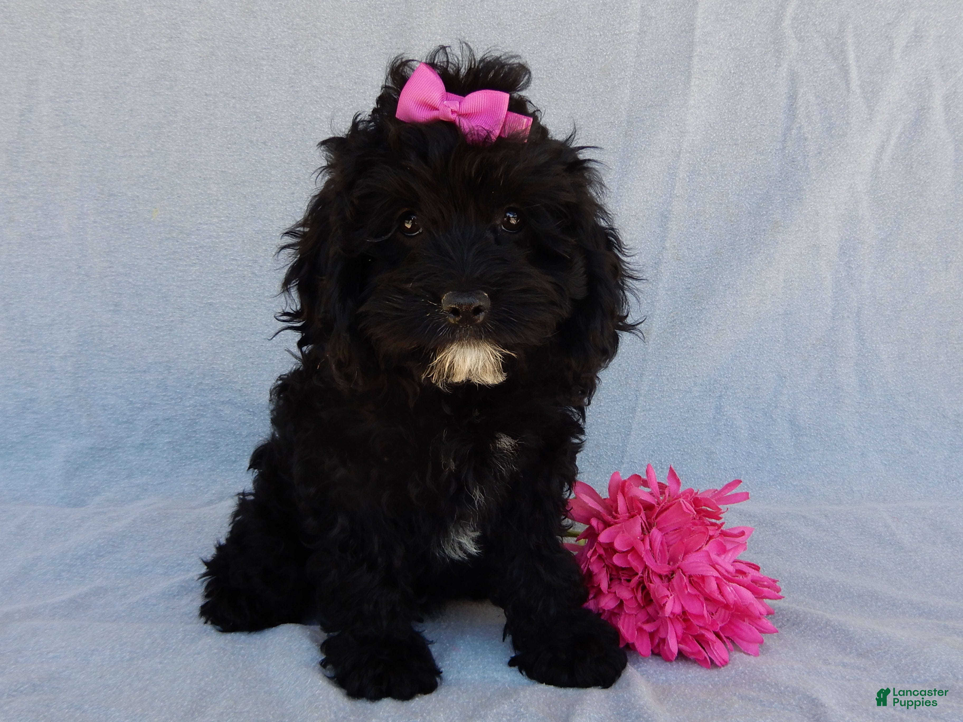 Cockapoo dogs Millie - Ad 2