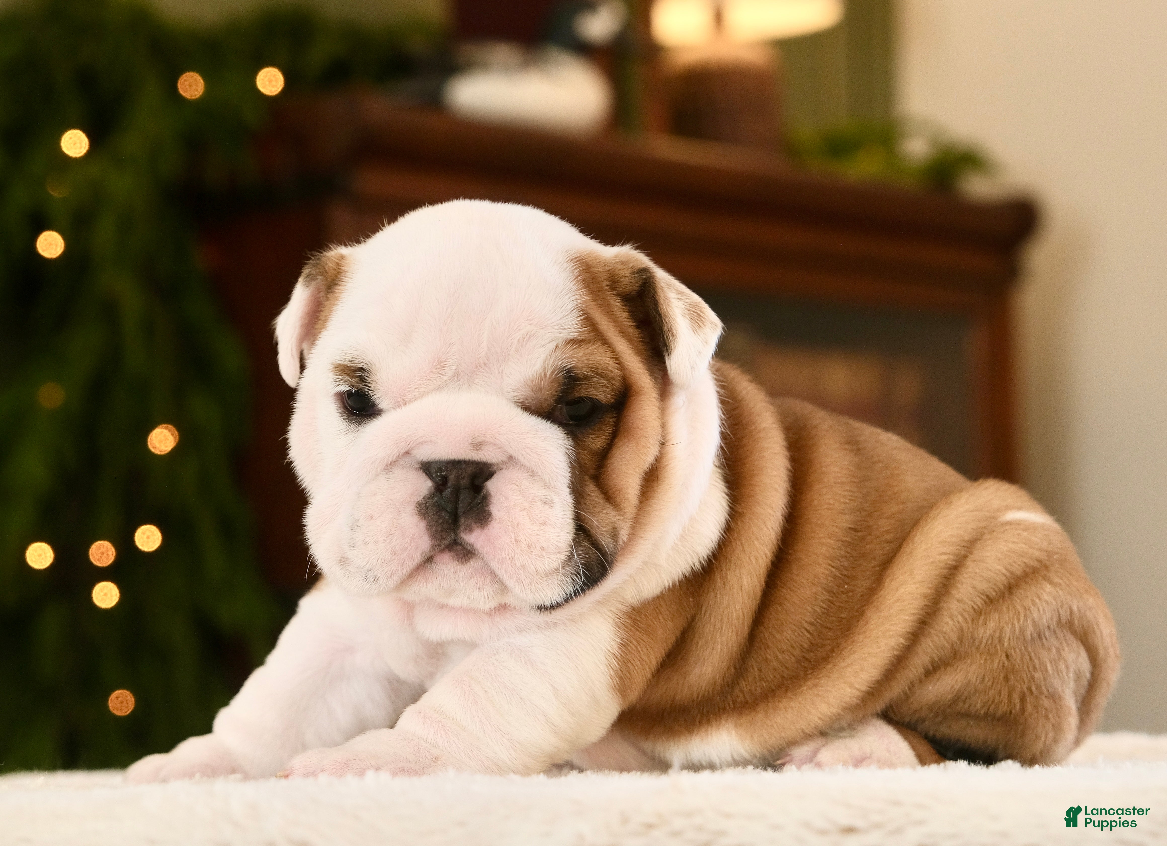 English Bulldog dogs Thor  - Ad 7