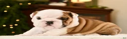 English Bulldog dogs for sale: Thor  - Ad 1