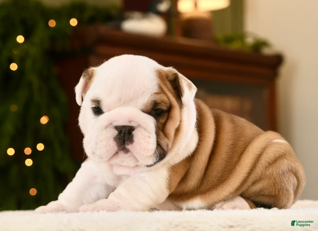 English Bulldog dogs for sale: Thor  - Ad 1