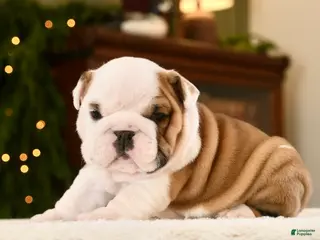 English Bulldog dogs Thor - Ad 7