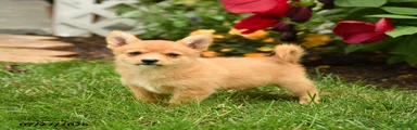 Conner